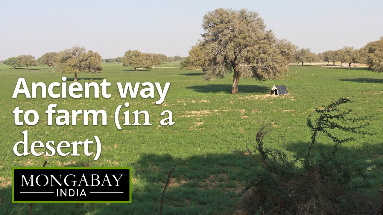 Reviving a traditional method to farm in a desert | Jaisalmer's khadeens