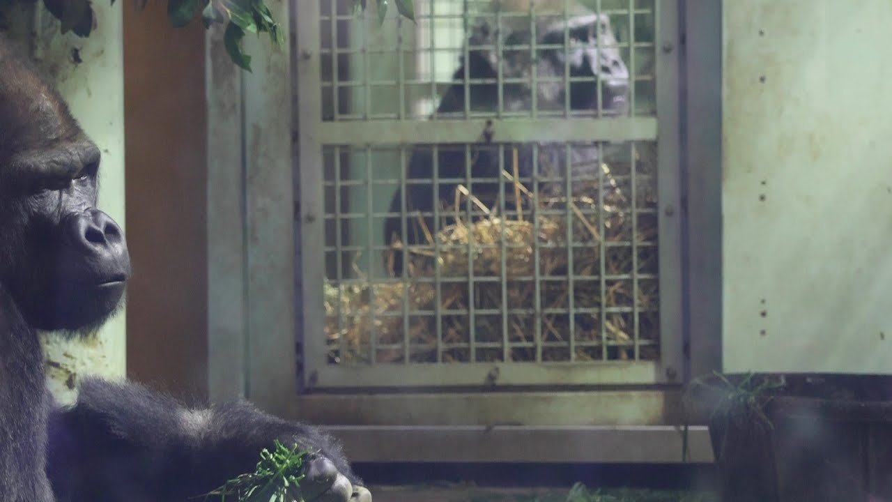 家族ばらばらの夕食…モモタロウパパの居場所｜京都市動物園｜撮影日2026.1.29｜【きょうのゴリラ】