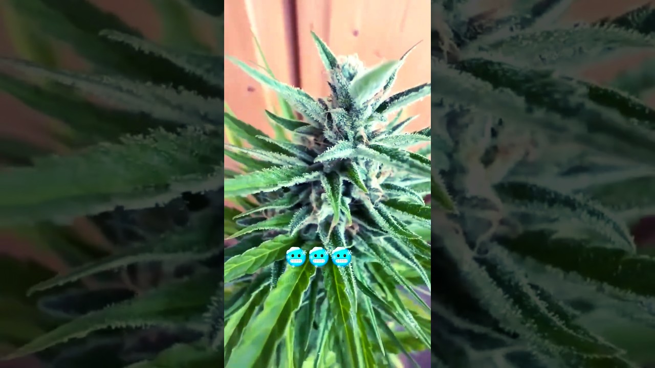 Small but Frosty 🥶 Plant 🌿 #shorts #youtubeshorts #42fastbuds #turbowuchs