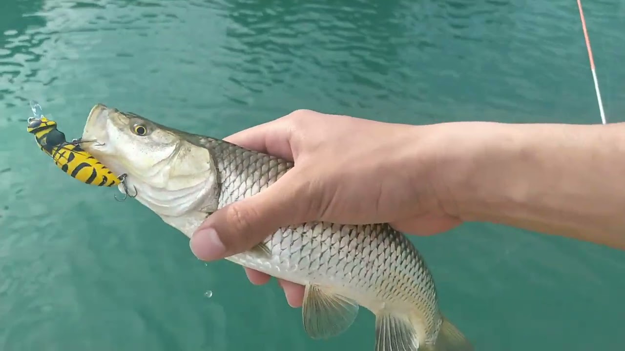 LRF İLE HER ATIŞTA BALIK !! / LRF İLE KASNA AVI ! / BU YEM BİR HARİKA / CATCH&RELEASE CHUB FISHING