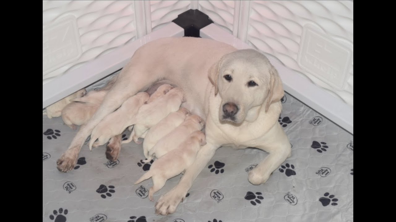 Whelping 10 Yellow Labrador Retriever Pups. Viewer Discretion Advised.