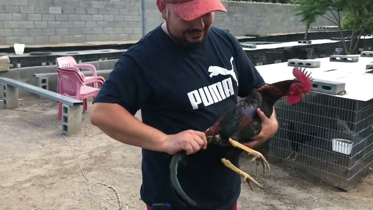 Gallera 10 de julio El Carmen 1/4 de redonda