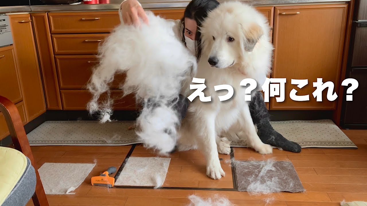 ブラッシングで大量の抜け毛を収穫されるグレートピレニーズ