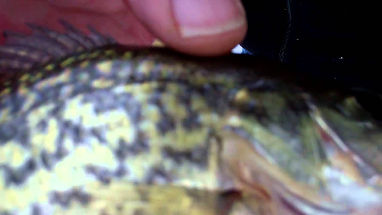 BlackCrappie