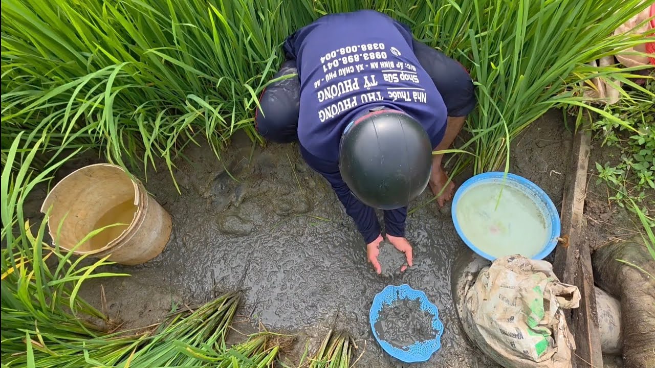 Giải cứu cá rô đồng mắc cạn , nằm thôi thóp trong bùn (Tập 246) 