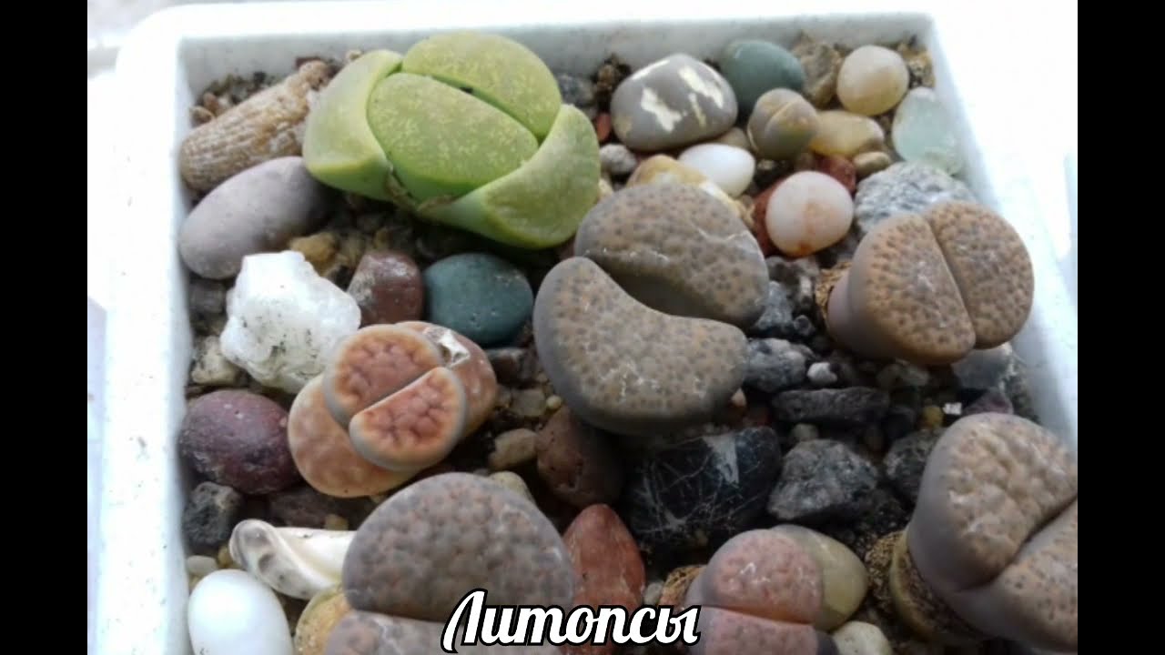 Суккуленты.Фото с названиями.Моя коллекция.Часть 4.