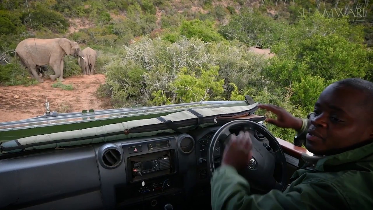 Shamwari Ranger Series: Updates from the Bush