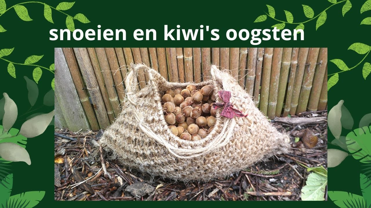 snoeien | kiwi oogsten | zelfvoorzienend