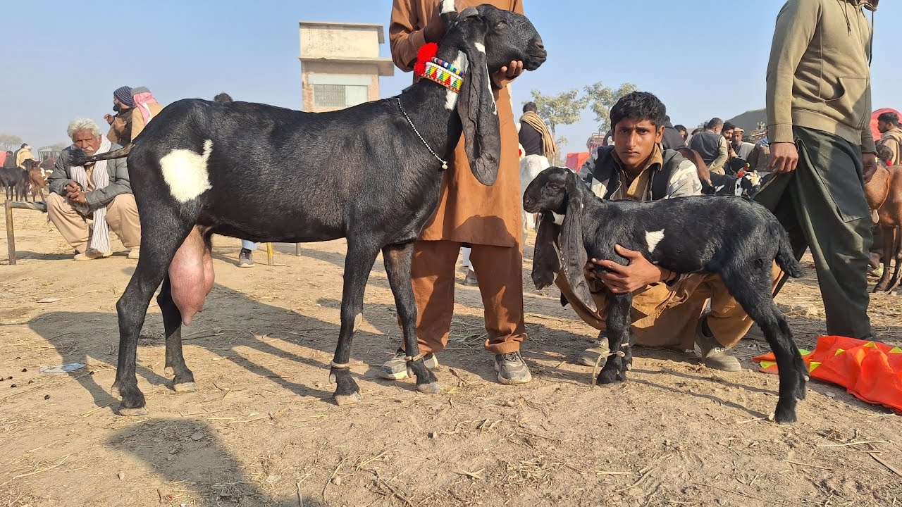 Maveshi Mandi Sahiwal Punjab Pakistan High Milking Beetal Goats In Bakra Mandi