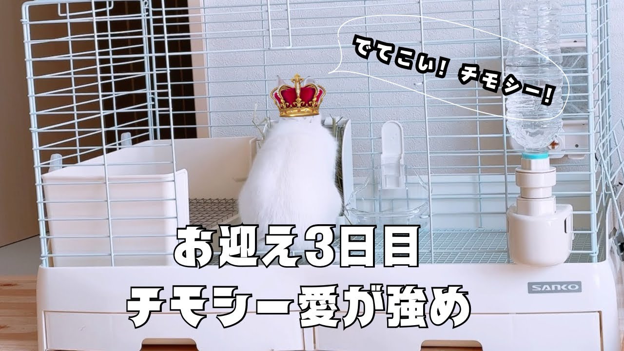 【うさぎと暮らす】お迎え3日目。チモシー愛が誰よりも強め。