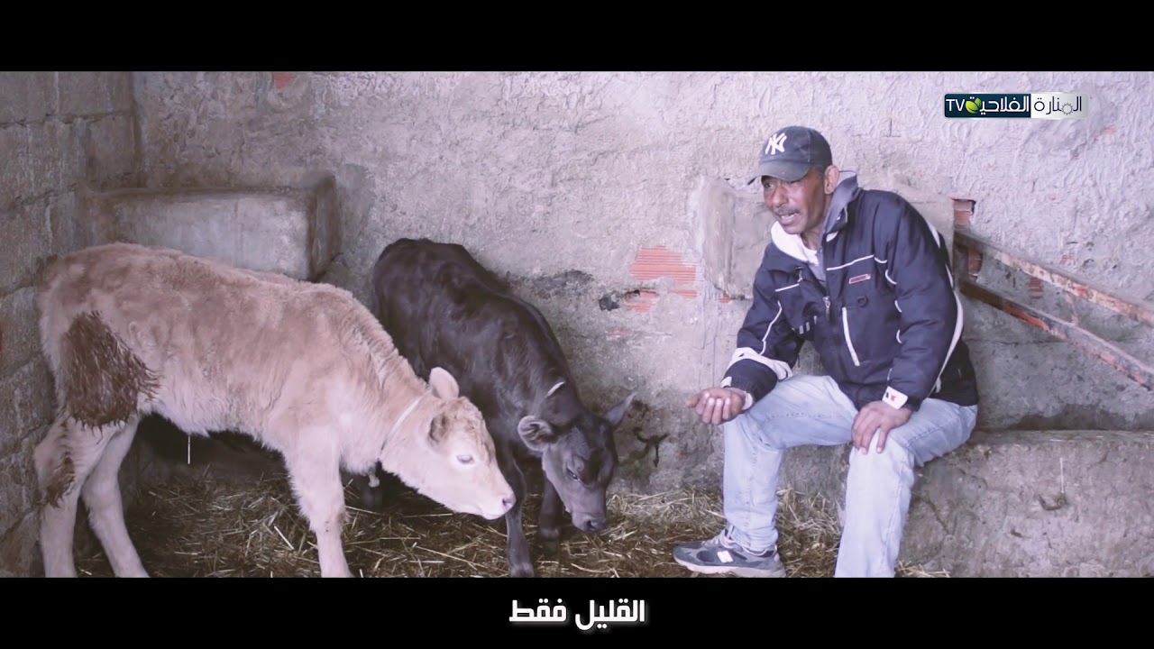 تربية العجول