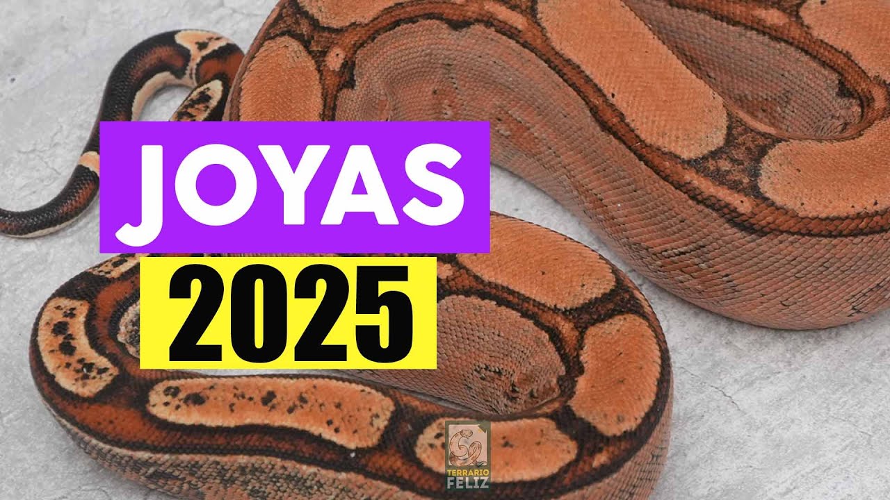 ¡Las MEJORES BOAS de la TEMPORADA! - El Terrario Feliz