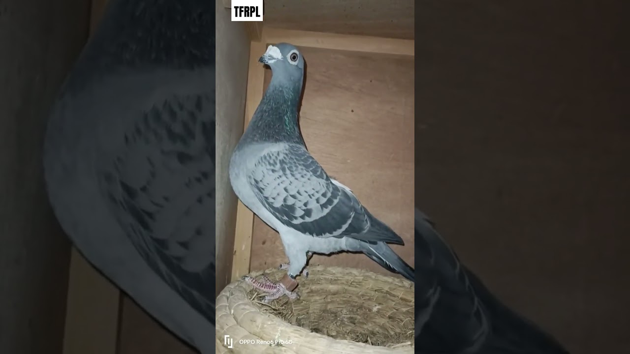 #pigeon #racingpigeons #pigeonracing #racer #racerkabootar #homer #homerpigeon #homerkabootar