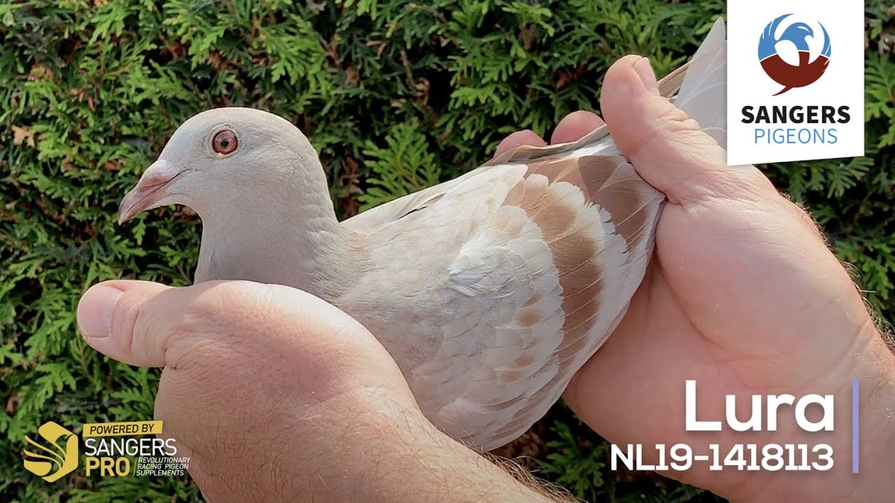 NL19-1418113 - Lura - PIPA Season Final 2019