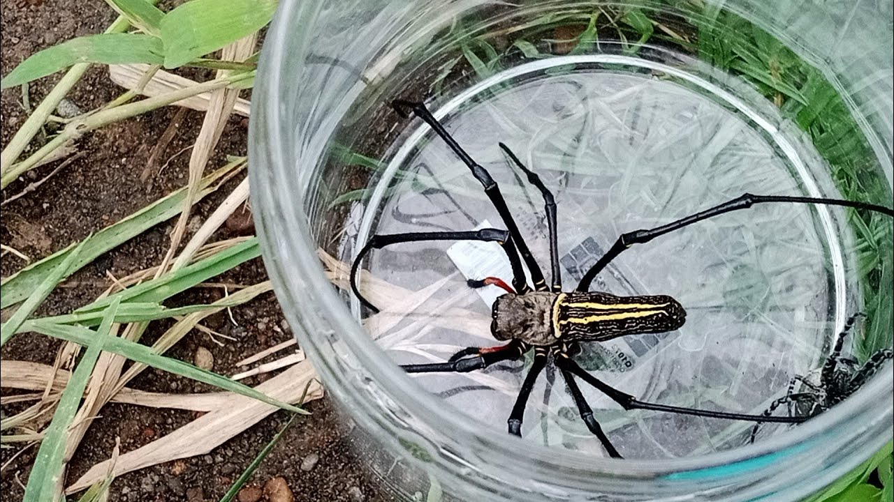 HUNTING STORY OF THE BEST AREA SPIDER GEMOY 😁😁😁