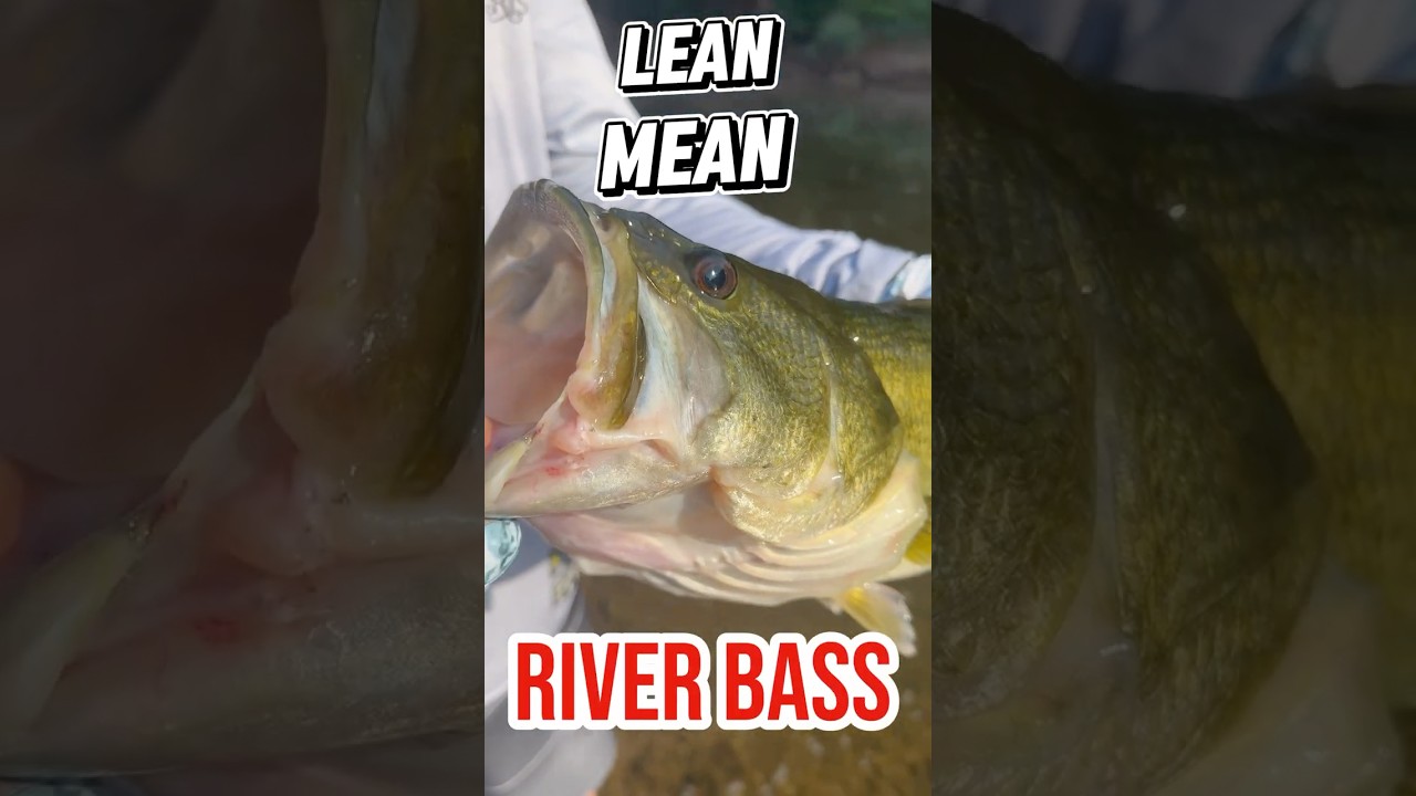 Some of these Brazos River Bass are lean as hell and they fight twice as hard!