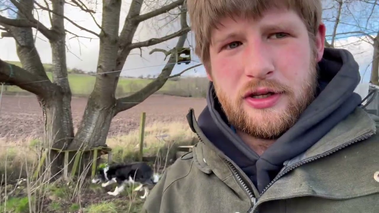 Четыре безумно гиперактивных бордер-колли