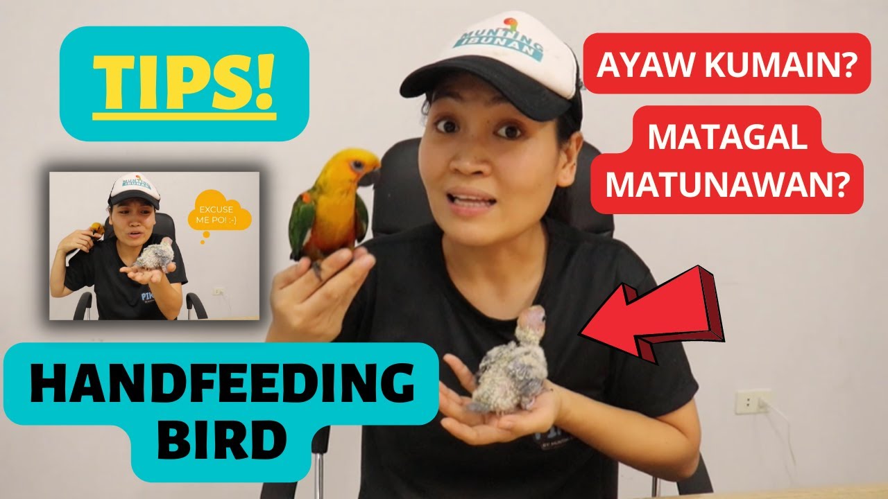 TIPS SA PAG HAND FEED NG IBON | PAANO MAG HAND FEED LOVEBIRDS | Munting Ibunan