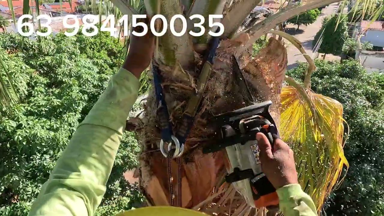 Como fazer limpeza em palmeira muito alta 