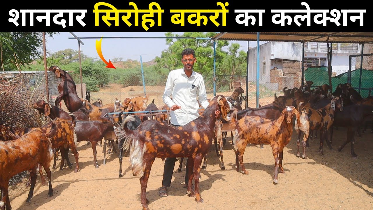 शानदार सिरोही बकरों का कलेक्शन -BEST SIROHI GOAT FARM IN AJMER - OM SIROHI GOAT FARM