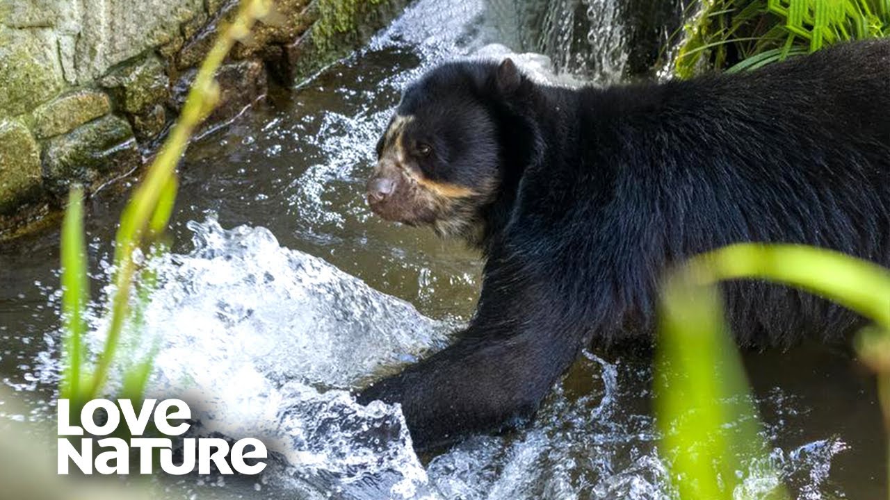 Starving Spectacled Bear Masters Fishing on His Own! | Love Nature