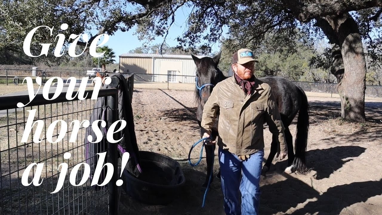 Give your HORSE a JOB! // HORSE TRAINING VIDEOS!