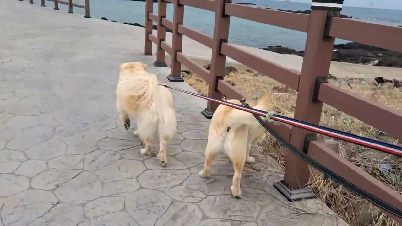 파도 소리 따라 걷는 태양이 초롱이