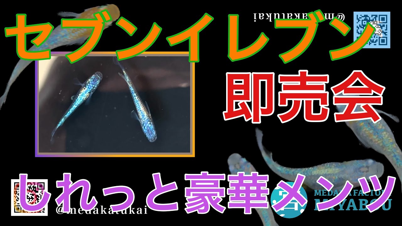 6/22 【穴場めだかイベント】セブンイレブン即売会！