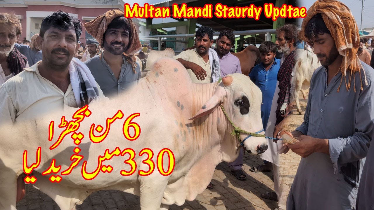 Hashim Kay Bhai Nay Mandi Main 330 Ka Bachra Day Dia | Multan Mandi Saturday Update 