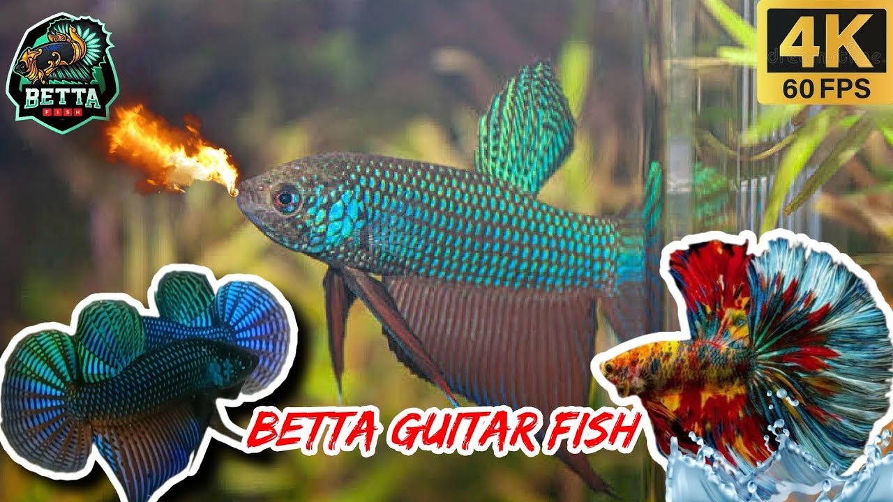 Smaragdina Guitar Green Betta Fish #7 WildBetta fish |Guitar Green| & |WildBetta| ,Betta FishGUITAR