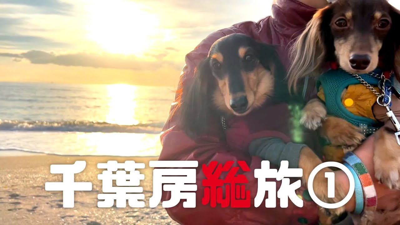 【犬連れ旅行千葉房総観光&宿】道の駅巡り(保田小学校他)と海岸をお散歩 お宿はあさゆまの木(楽天トラベルペットと泊まれる宿ランキング4位)1泊2日わんこ旅1/2 2022.1