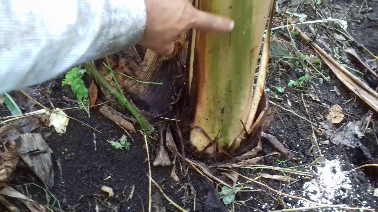 PLANTA DE PLATANO DE MALA CALIDAD Y NO APTA PARA CULTIVO