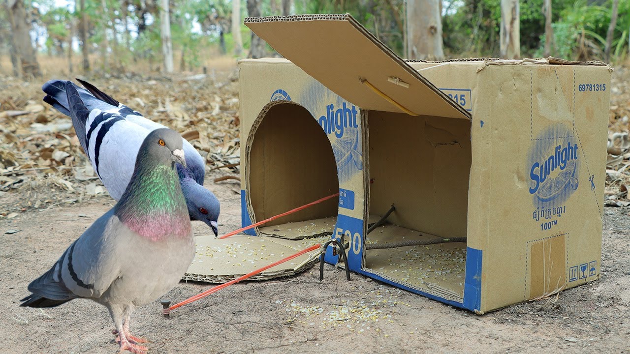 Amazing Skill - Creativity Trap By Using Paper Box #Trapprocessing