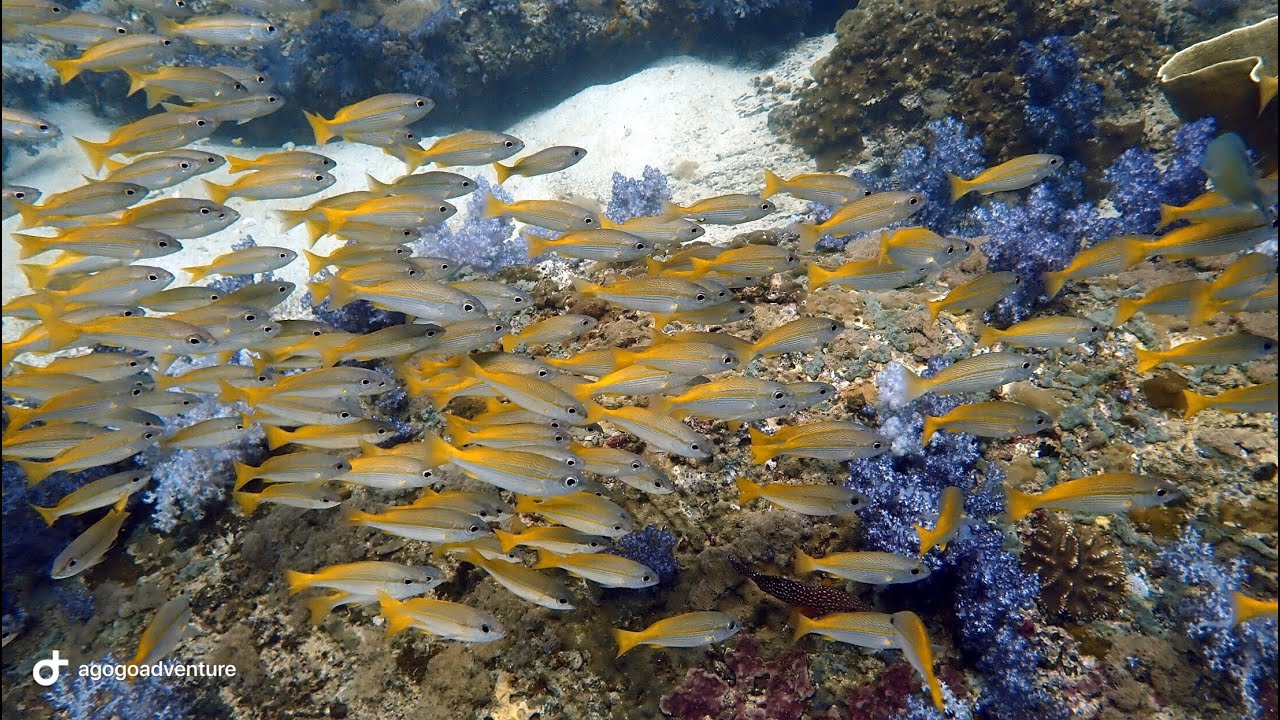 Koh Lipe Thailand Diving Trip Dec 2018