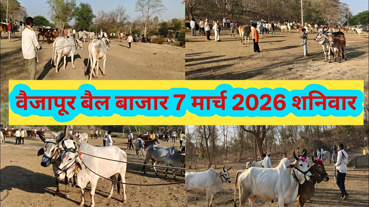 वैजापूर बैल बाजार 7 मार्च 2026 | जबरदस्त बैलांची खरेदी विक्री | Vaijapur Bail Bazar 