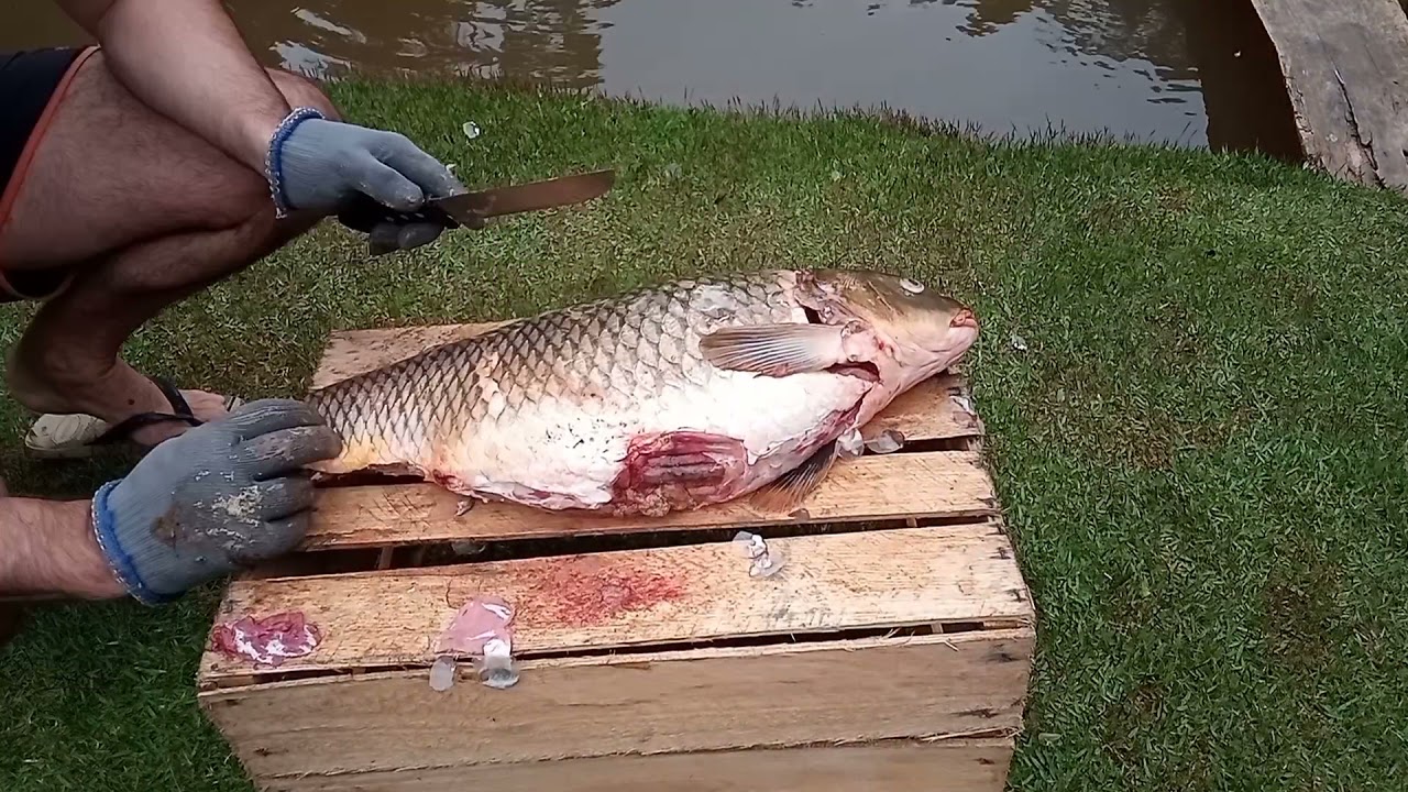 Limpando carpa e retirando todo o gosto de barro existente na carne deste peixe.