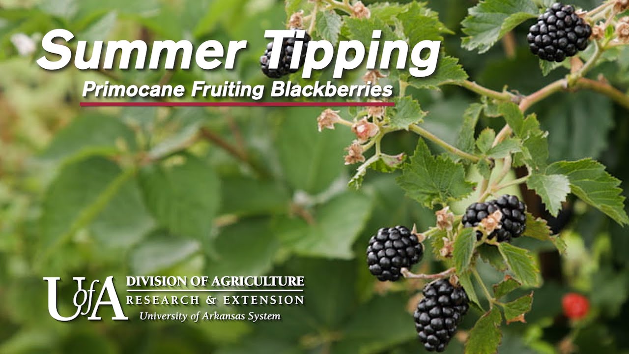 Summer Tipping - How to Prune Primocane Fruiting Blackberries