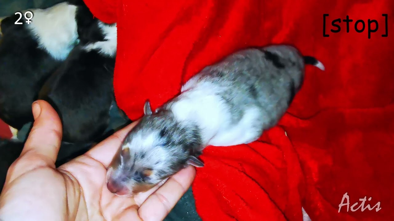 COLLIE rough puppy blue merle female 02 (Queenie + Blunio) Owczarek Szkocki szczeniak suczka