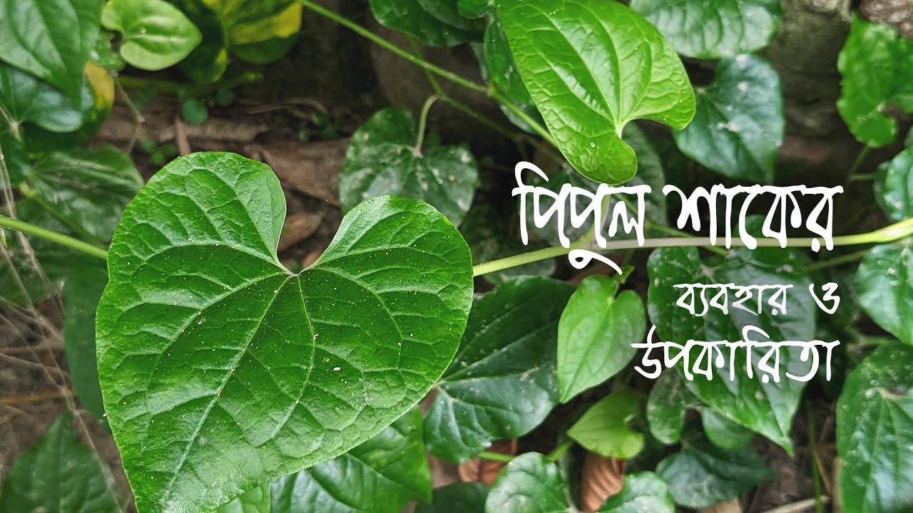 পিপুল শাকের ব্যবহার ও উপকারিতা || Pipul uses and benefits || James Baroi