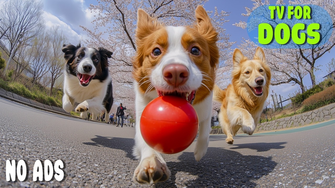 12 Часов ТВ для Собак 🐶 Расслабляющие Видео и Нежная Музыка для Собак Дома 🎵 Музыка
