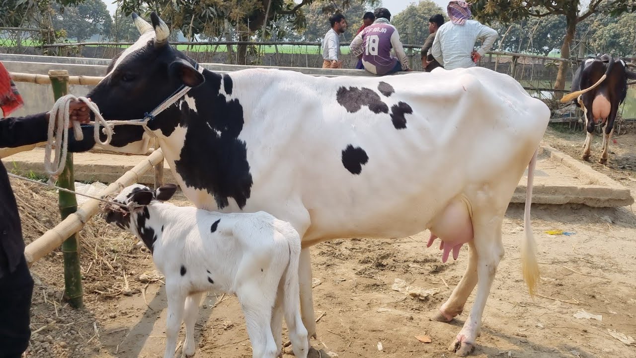 @আজ ৫ মার্চ ২৬ | বাচ্চাসহ ফ্রিজিয়ান গাভী গরুর দাম | রানীগঞ্জ হাট | দিনাজপুর 