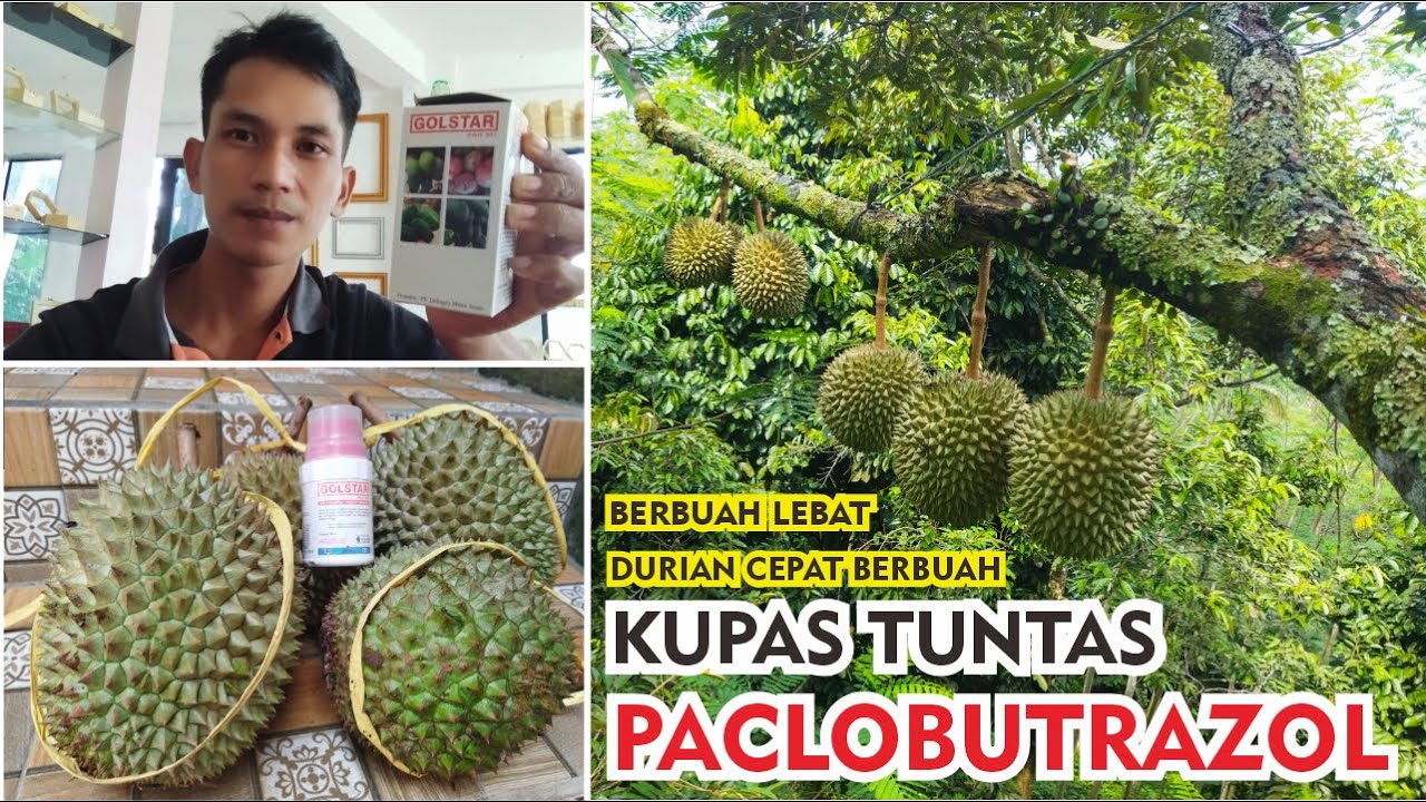 Kupas Tuntas Penggunaan Paclobutrazol Pada Pohon Durian