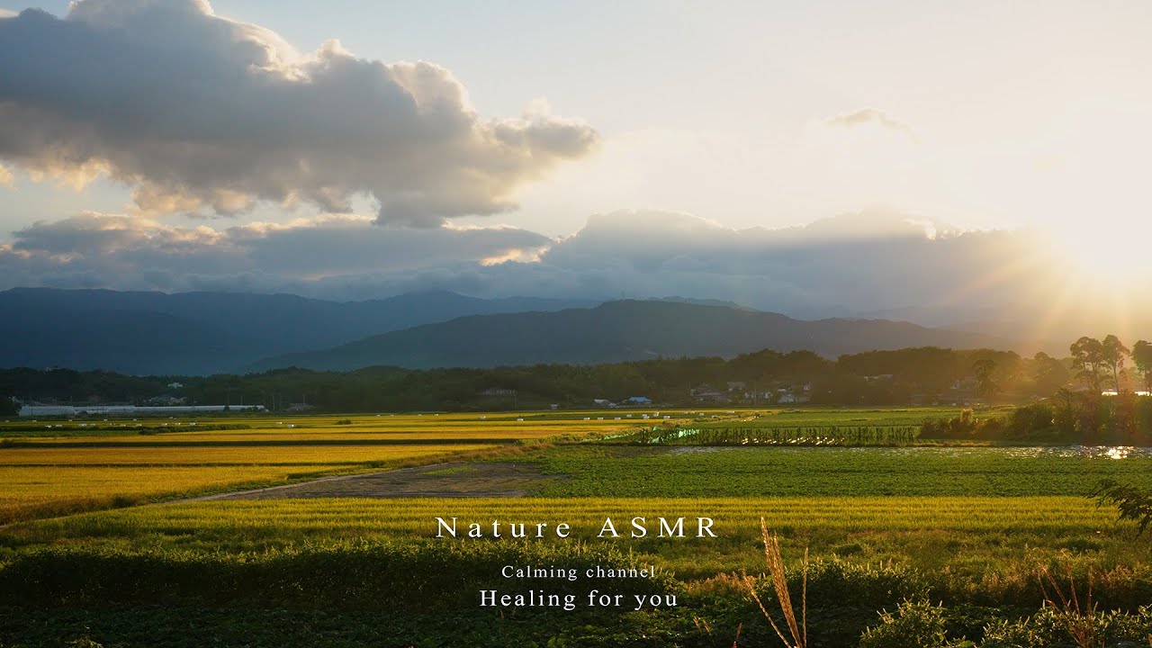 포근한 햇빛이 감싸는 가을 황금 들판의 오후, 발길을 멈추게 하는 아름다운 가을 들녘, 풍경 ASMR