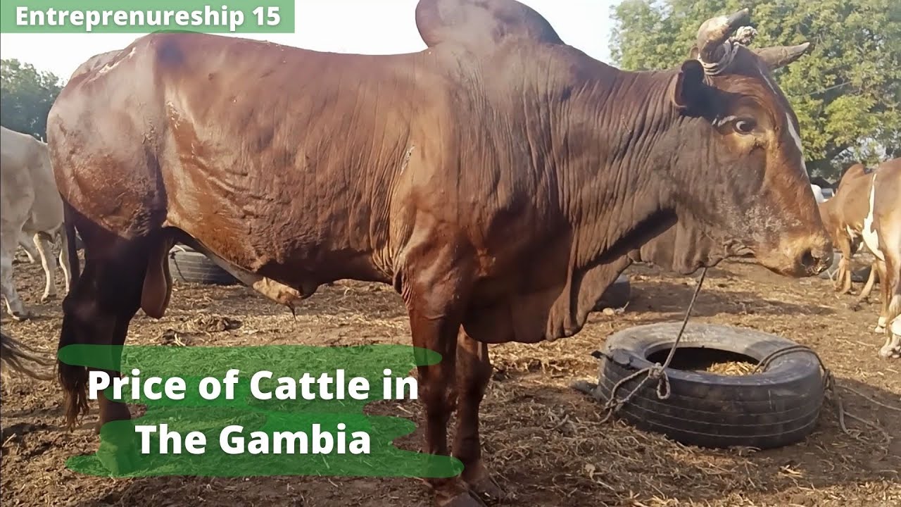 Price of a cattle in the Gambia | Youth in Business Entrepreneur in The Gambia Animal Husbandry