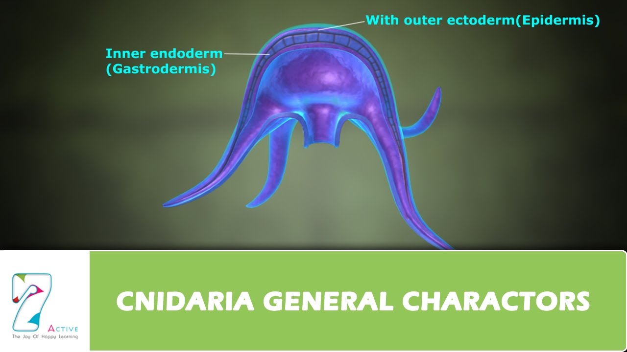 CNIDARIA GENERAL CHARACTORS