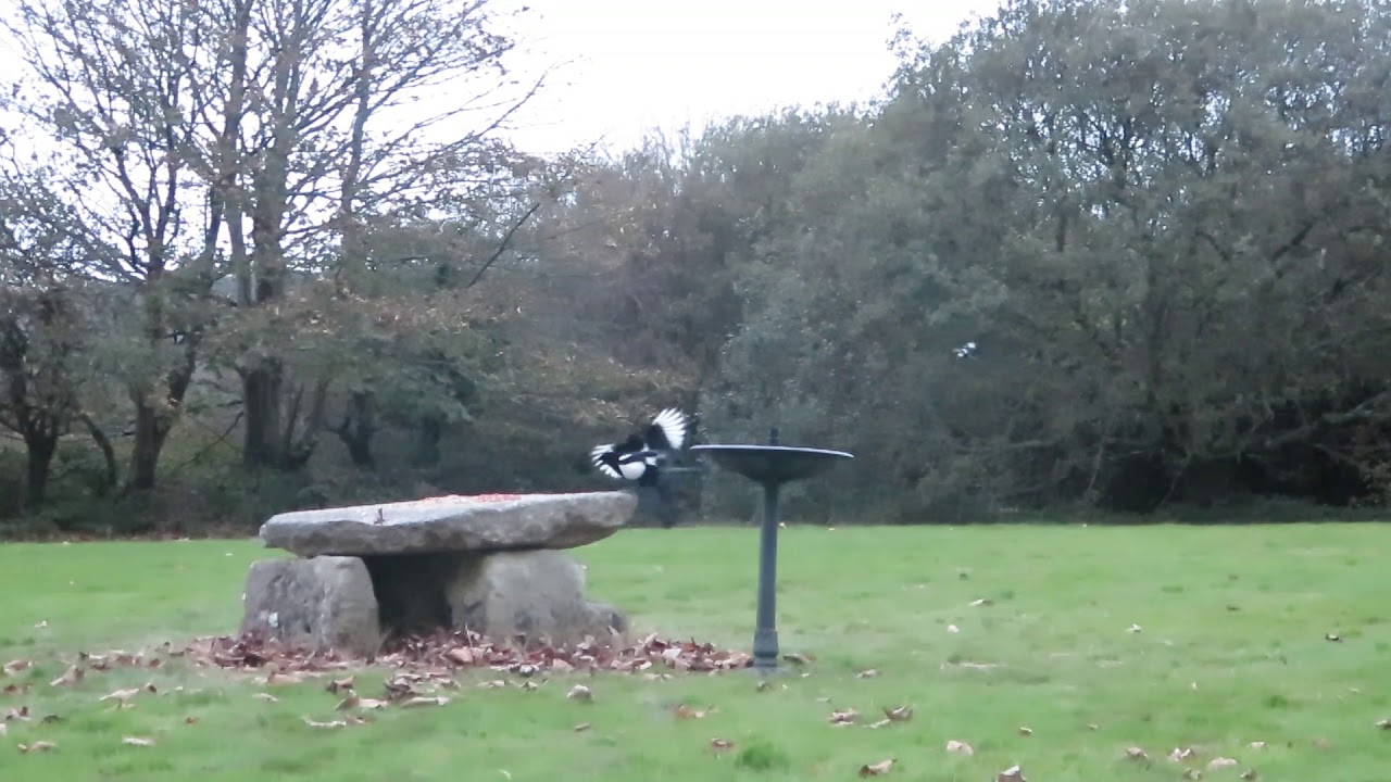 Cornish Crows 03/11/2018