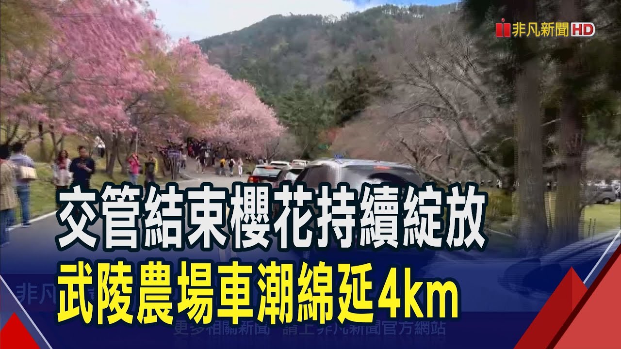 櫻花季交管結束首日 武陵農場車潮綿延4公里! 武陵農場上千車位不夠停 開放路肩.草坪暫停｜非凡財經新聞｜2025303