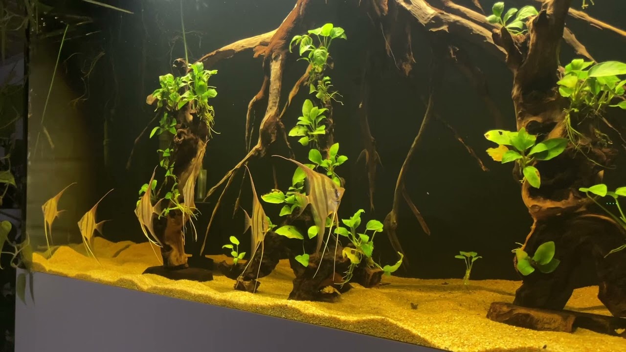 Rio Atabapo Altum F1, 16 Wochen sind die kleinen von Simon Forkel 😊