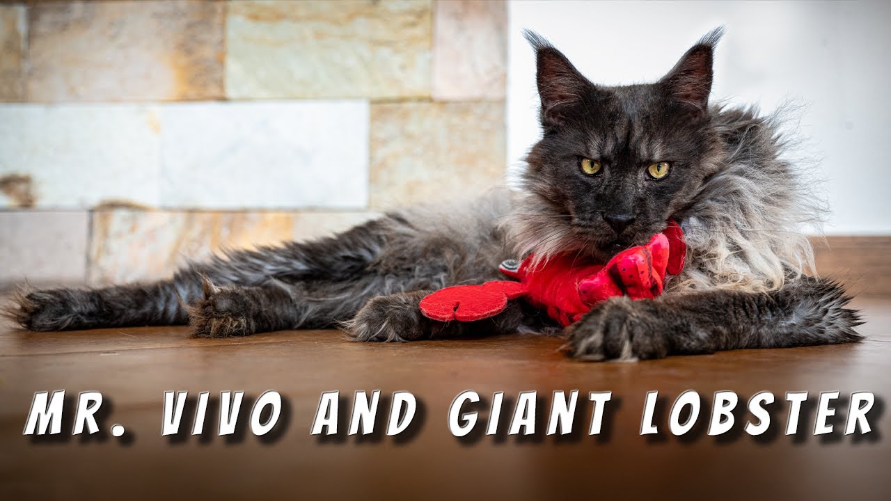 Maine Coon ViVo and giant lobster.