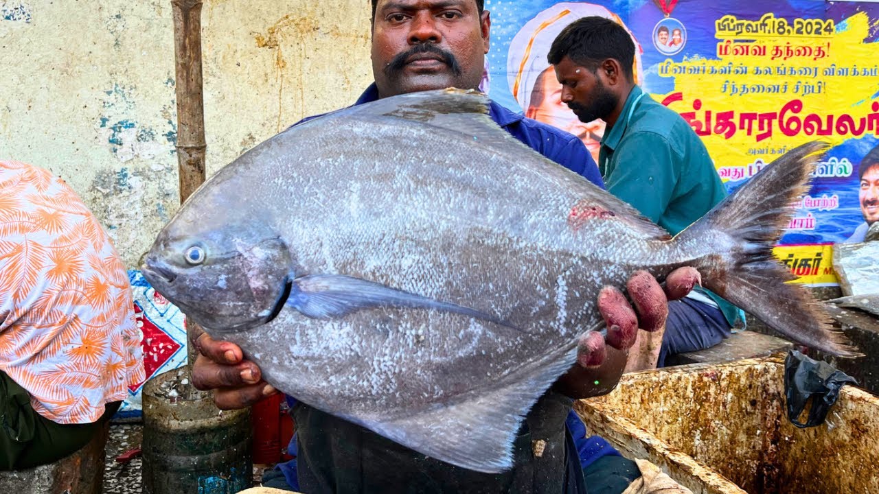 KASIMEDU SPEED SELVAM BIG BLACK POMFRET FISH CUTTING VIDEO / CUTTING SPOT